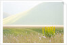 The spontaneous flowering makes plans Castellucio Norcia a show not to be missed, Parco Nazionale Mo by Anonymous