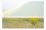 The spontaneous flowering makes plans Castellucio Norcia a show not to be missed, Parco Nazionale Mo by Anonymous