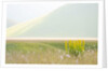 The spontaneous flowering makes plans Castellucio Norcia a show not to be missed, Parco Nazionale Mo by Anonymous