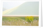 The spontaneous flowering makes plans Castellucio Norcia a show not to be missed, Parco Nazionale Mo by Anonymous