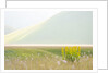 The spontaneous flowering makes plans Castellucio Norcia a show not to be missed, Parco Nazionale Mo by Anonymous