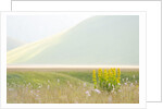 The spontaneous flowering makes plans Castellucio Norcia a show not to be missed, Parco Nazionale Mo by Anonymous