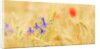 The spontaneous flowering makes plans Castellucio Norcia a show not to be missed, Parco Nazionale Mo by Anonymous