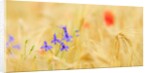 The spontaneous flowering makes plans Castellucio Norcia a show not to be missed, Parco Nazionale Mo by Anonymous