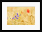 The spontaneous flowering makes plans Castellucio Norcia a show not to be missed, Parco Nazionale Mo by Anonymous