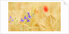 The spontaneous flowering makes plans Castellucio Norcia a show not to be missed, Parco Nazionale Mo by Anonymous