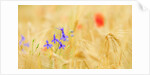 The spontaneous flowering makes plans Castellucio Norcia a show not to be missed, Parco Nazionale Mo by Anonymous