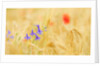 The spontaneous flowering makes plans Castellucio Norcia a show not to be missed, Parco Nazionale Mo by Anonymous