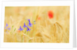 The spontaneous flowering makes plans Castellucio Norcia a show not to be missed, Parco Nazionale Mo by Anonymous