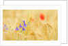 The spontaneous flowering makes plans Castellucio Norcia a show not to be missed, Parco Nazionale Mo by Anonymous