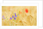 The spontaneous flowering makes plans Castellucio Norcia a show not to be missed, Parco Nazionale Mo by Anonymous