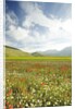 The spontaneous flowering makes plans Castellucio Norcia a show not to be missed, Parco Nazionale Mo by Anonymous