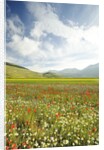 The spontaneous flowering makes plans Castellucio Norcia a show not to be missed, Parco Nazionale Mo by Anonymous
