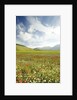 The spontaneous flowering makes plans Castellucio Norcia a show not to be missed, Parco Nazionale Mo by Anonymous