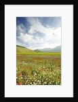 The spontaneous flowering makes plans Castellucio Norcia a show not to be missed, Parco Nazionale Mo by Anonymous