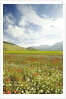 The spontaneous flowering makes plans Castellucio Norcia a show not to be missed, Parco Nazionale Mo by Anonymous