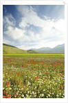 The spontaneous flowering makes plans Castellucio Norcia a show not to be missed, Parco Nazionale Mo by Anonymous