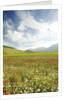 The spontaneous flowering makes plans Castellucio Norcia a show not to be missed, Parco Nazionale Mo by Anonymous