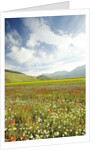The spontaneous flowering makes plans Castellucio Norcia a show not to be missed, Parco Nazionale Mo by Anonymous