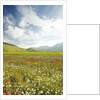 The spontaneous flowering makes plans Castellucio Norcia a show not to be missed, Parco Nazionale Mo by Anonymous