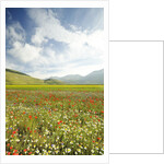 The spontaneous flowering makes plans Castellucio Norcia a show not to be missed, Parco Nazionale Mo by Anonymous