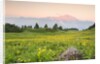 The mount Bivera emerges dawn behind a spectacular bloom of yellow buttercups, Alpi Carniche , Friu by Anonymous