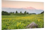 The mount Bivera emerges dawn behind a spectacular bloom of yellow buttercups, Alpi Carniche , Friu by Anonymous