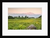 The mount Bivera emerges dawn behind a spectacular bloom of yellow buttercups, Alpi Carniche , Friu by Anonymous