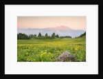 The mount Bivera emerges dawn behind a spectacular bloom of yellow buttercups, Alpi Carniche , Friu by Anonymous