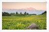 The mount Bivera emerges dawn behind a spectacular bloom of yellow buttercups, Alpi Carniche , Friu by Anonymous