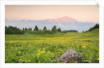 The mount Bivera emerges dawn behind a spectacular bloom of yellow buttercups, Alpi Carniche , Friu by Anonymous