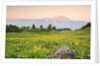 The mount Bivera emerges dawn behind a spectacular bloom of yellow buttercups, Alpi Carniche , Friu by Anonymous
