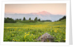 The mount Bivera emerges dawn behind a spectacular bloom of yellow buttercups, Alpi Carniche , Friu by Anonymous