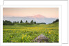 The mount Bivera emerges dawn behind a spectacular bloom of yellow buttercups, Alpi Carniche , Friu by Anonymous