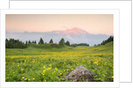 The mount Bivera emerges dawn behind a spectacular bloom of yellow buttercups, Alpi Carniche , Friu by Anonymous