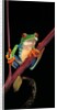 Agalychnis callidryas (red-eyed treefrog ) by Anonymous