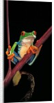 Agalychnis callidryas (red-eyed treefrog ) by Anonymous