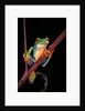 Agalychnis callidryas (red-eyed treefrog ) by Anonymous