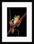 Agalychnis callidryas (red-eyed treefrog ) by Anonymous