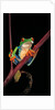 Agalychnis callidryas (red-eyed treefrog ) by Anonymous