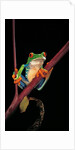 Agalychnis callidryas (red-eyed treefrog ) by Anonymous