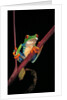 Agalychnis callidryas (red-eyed treefrog ) by Anonymous