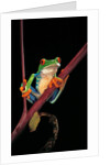 Agalychnis callidryas (red-eyed treefrog ) by Anonymous