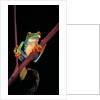 Agalychnis callidryas (red-eyed treefrog ) by Anonymous