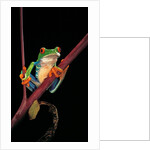 Agalychnis callidryas (red-eyed treefrog ) by Anonymous