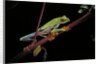 Agalychnis callidryas (red-eyed treefrog) by Anonymous