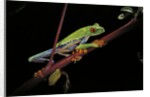Agalychnis callidryas (red-eyed treefrog) by Anonymous