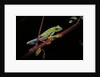 Agalychnis callidryas (red-eyed treefrog) by Anonymous