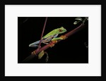 Agalychnis callidryas (red-eyed treefrog) by Anonymous