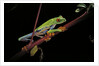 Agalychnis callidryas (red-eyed treefrog) by Anonymous